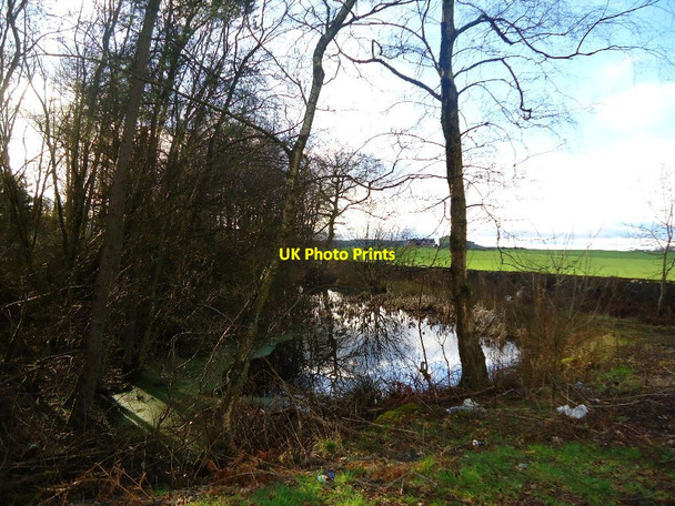 Photo 6"x4" Auchenbowie Wood Craigend\/NS7887 c2012