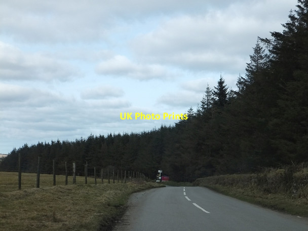Photo 6"x4" Woodland north of Colliford Lake Temple\/SX1473 c2012