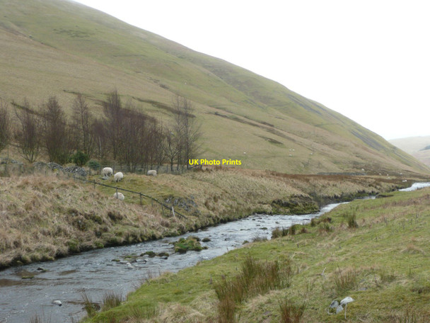 Photo 6"x4" Sheep in Upper Coquetdale Barrow Burn\/NT8610 c2012