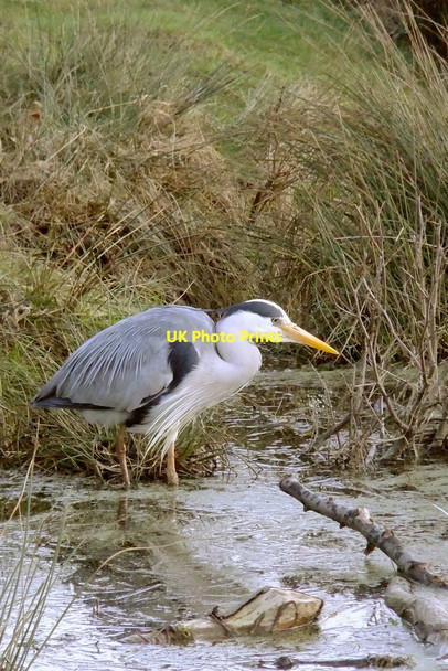 Photo 6"x4" Hunting for frogs - Heron at Bishop's Lodge Pond, Richmond Park Richmond\/TQ1874 c2012