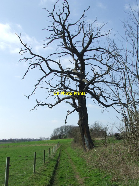 Photo 6"x4" Dead Tree Playford c2012