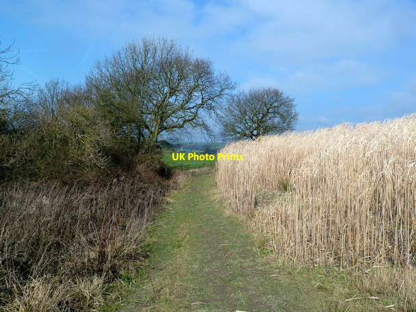 Photo 6"x4" Footpath through the cornfield High Hoyland c2012