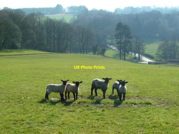 Photo 6"x4" Spring lambs on Hoyland Hill Clayton West c2012