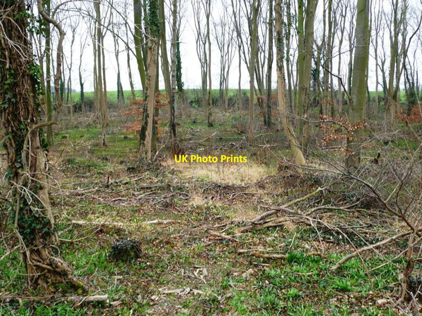 Photo 6"x4" Woodland floor in springtime Ledsham\/SE4529 c2012