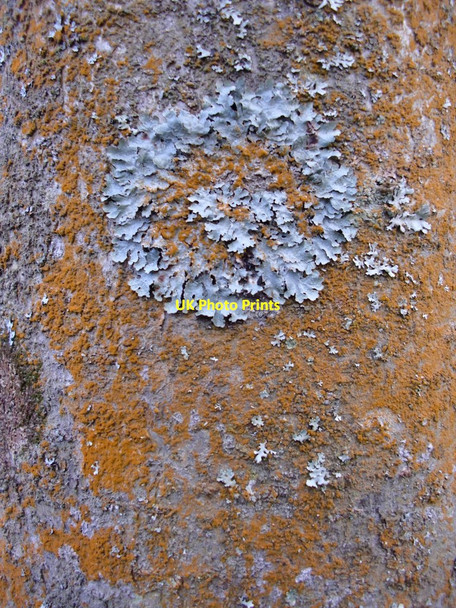 Photo 6"x4" Lichens on bark, Common Piece, Witley Culmer c2012