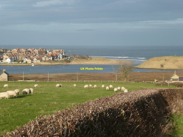 Photo 6"x4" Sheep in pasture over the hedge High Buston c2012