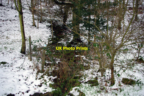 Photo 6"x4" Spring in Martin Wood, Mytholmroyd Hebden Bridge c2012
