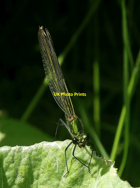 Photo 6"x4" Damsel fly Gathurst c2011