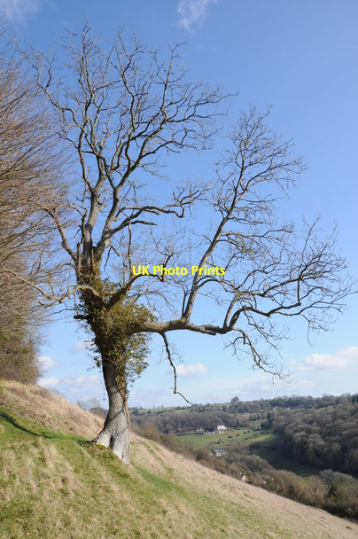 Photo 6"x4" Tree at Blackness Brimscombe c2012