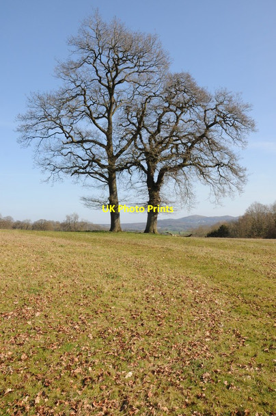 Photo 6"x4" Trees on Beacon Hill Fox Hill\/SO6845 c2012