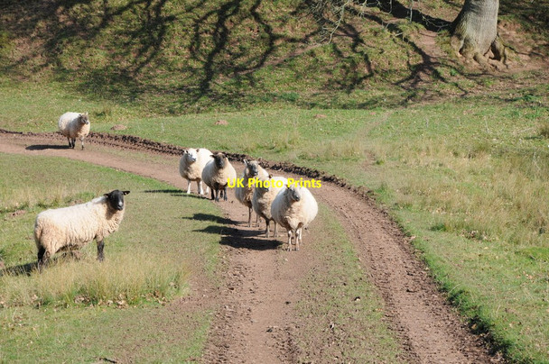 Photo 6"x4" Get in line! Fox Hill\/SO6845 c2012