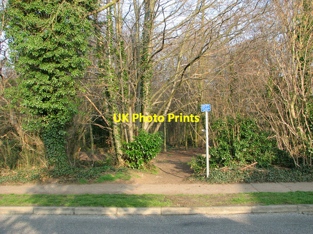 Photo 6"x4" Footpath into Belmore Plantation Thorpe St Andrew c2012