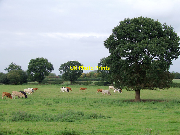 Photo 6"x4" Pasture west of Hassall Green, Cheshire Sandbach c2011