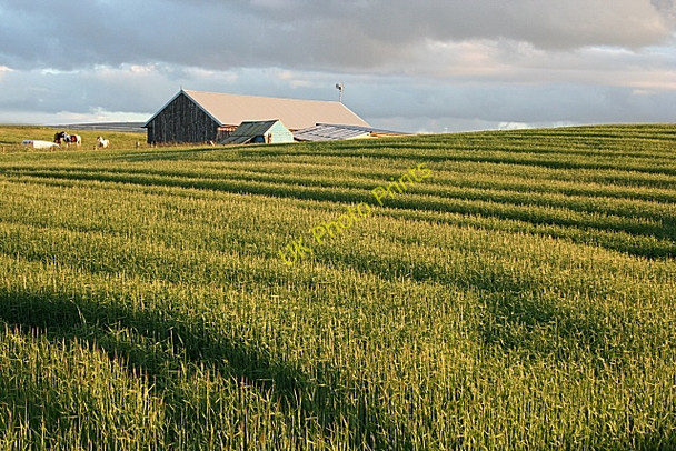 Photo 6"x4" Barn near Urquhart Urquhart\/NJ2862 c2008