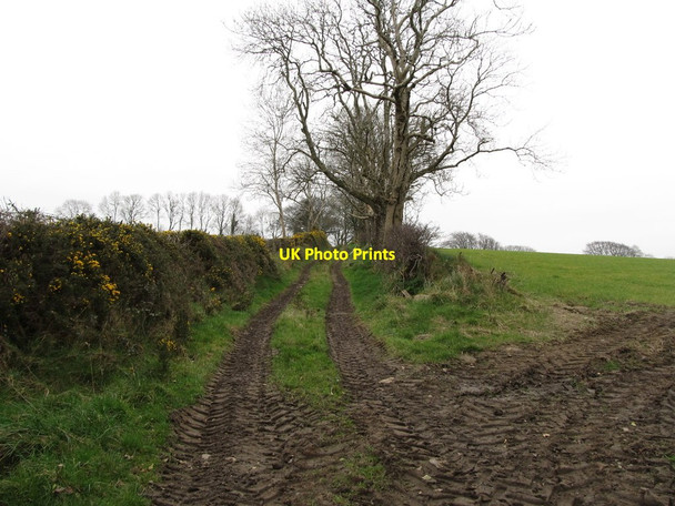 Photo 6"x4" Lane on the east side of Butter Hill Milltown\/J1436 c2012