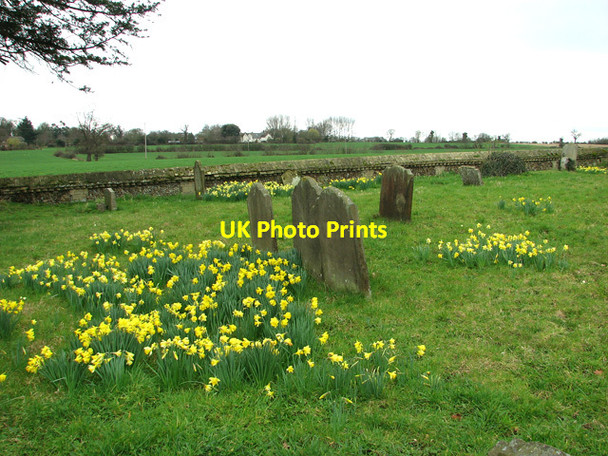 Photo 6"x4" Daffodils in St Mary's churchyard, Benhall Saxmundham c2012