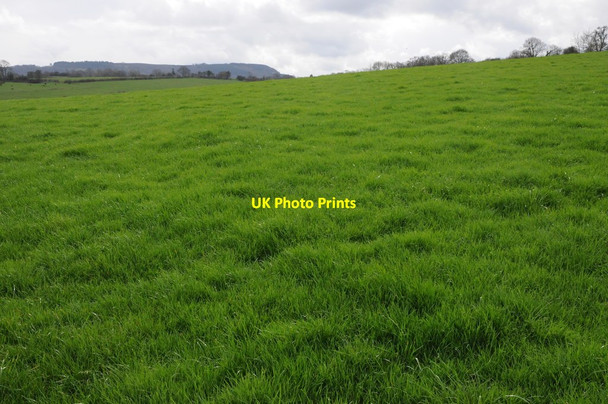 Photo 6"x4" Farmland near Llangua Llangua c2012