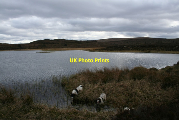 Photo 6"x4" ...thirsty work being a Spaniel Loch Noir c2012