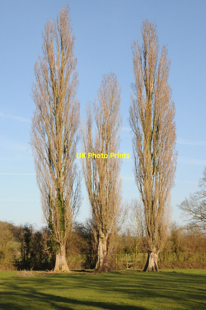 Photo 6"x4" Poplar trees Catley Southfield c2012