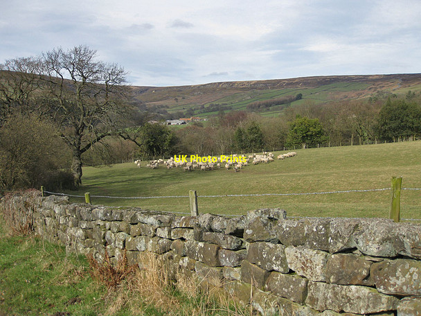 Photo 6"x4" Sheep in Farndale Church Houses c2012