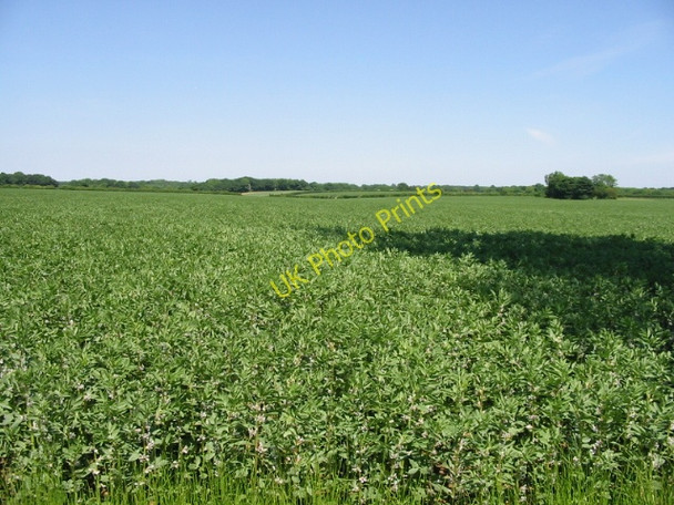 Photo 6"x4" Looking NE across a field of beans Selsted c2008