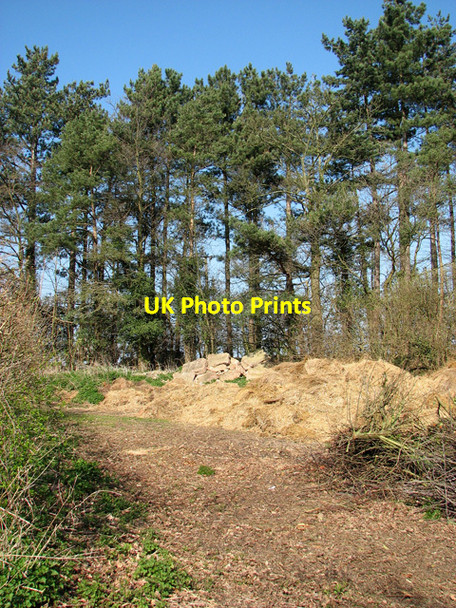 Photo 6"x4" Tall pines beside Hall Road, Catfield Catfield c2012