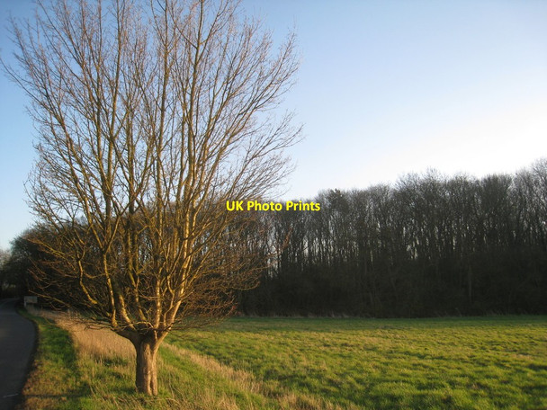 Photo 6"x4" Pollarded tree Bigby c2012