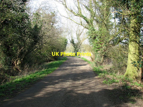 Photo 6"x4" Ivy-clad trees beside the track to Irstead Road, Irstead Irstead Street c2012