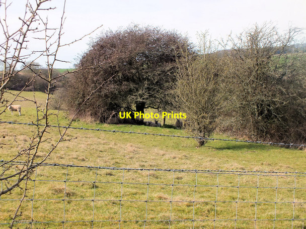 Photo 6"x4" Keeping out of the sun Croucheston c2012