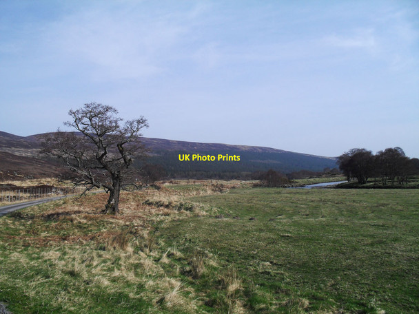 Photo 6"x4" Tree beside the road in Upper Strath Carron Wester Gruinards c2012