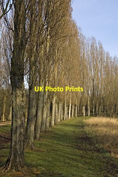 Photo 6"x4" Trees by canalside, Milton Keynes Milton Keynes c2012