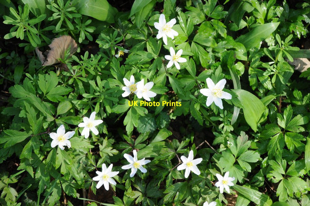 Photo 6"x4" Wood anemones Lincomb c2012