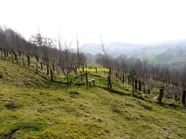 Photo 6"x4" Footpath on east side of Chainley Burn Birkshaw\/NY7765 c2012