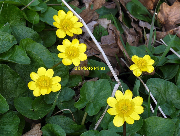 Photo 6"x4" Lesser Celandine (Ranunculus ficaria) Thorngrafton c2012
