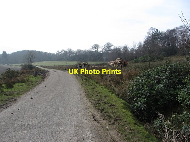 Photo 6"x4" Log pile Clovullin c2012