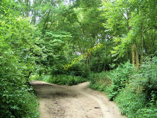 Photo 6"x4" Green Lane junction of the South Downs Way, Jevington, East Sussex Jevington c2008