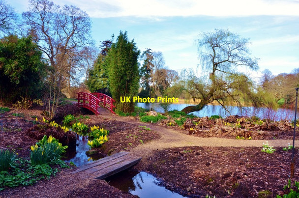 Photo 6"x4" Forde Abbey:  Bridges over the Bog Garden Chard Junction c2012
