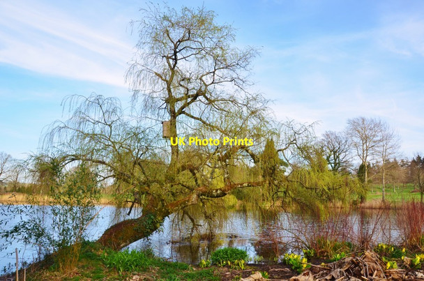 Photo 6"x4" Forde Abbey: Willow Tree with Nesting Box Chard Junction c2012