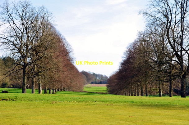 Photo 6"x4" Forde Abbey: Lines of Trees Ammerham c2012