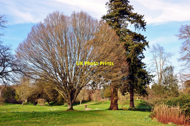 Photo 6"x4" Forde Abbey: Magnificent Trees in the Gardens Chard Junction c2012