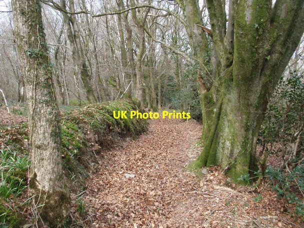 Photo 6"x4" Cwm Tawel Woods, Cwmdwyfran Newchurch\/SN3824 c2012
