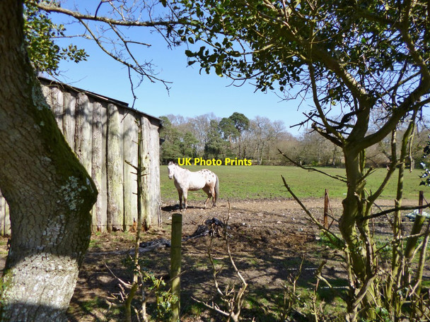 Photo 6"x4" Linwood, horse grazing Linwood\/SU1809 c2012