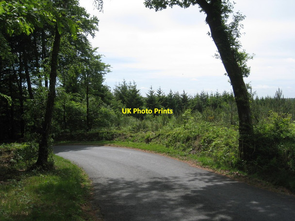 Photo 6"x4" The road down to Mamhead Bottom Ashcombe\/SX9179 c2011