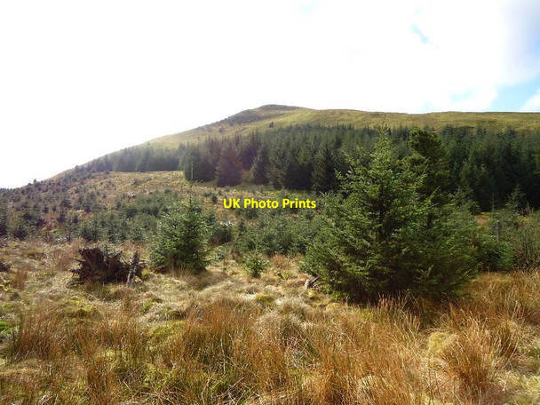 Photo 6"x4" Meikle Bin, band of forest Bin Bairn c2012