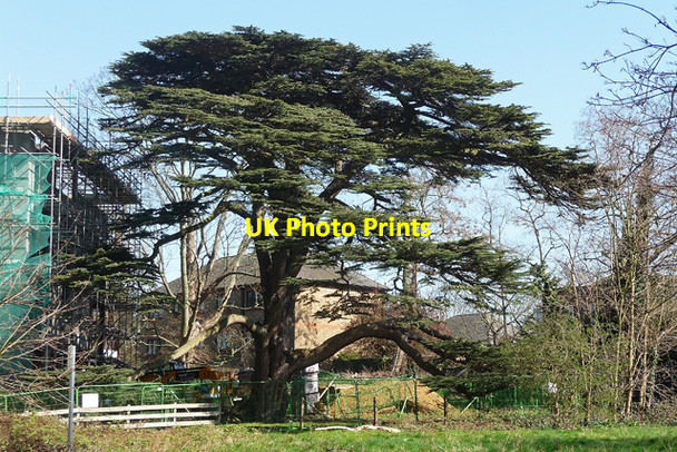 Photo 6"x4" Cedar, Highcliffe Drive Putney c2012