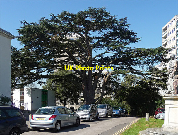 Photo 6"x4" Cedar, Minstead Gardens Barnes c2012