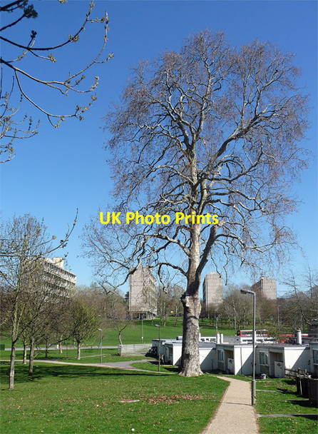 Photo 6"x4" Plane, Minstead Gardens Barnes c2012