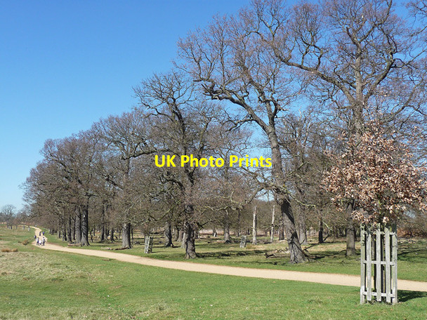 Photo 6"x4" Richmond Park (2) Richmond\/TQ1874 c2012