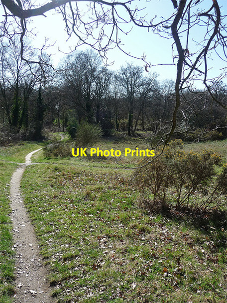 Photo 6"x4" Barnes Common (3) Barnes c2012