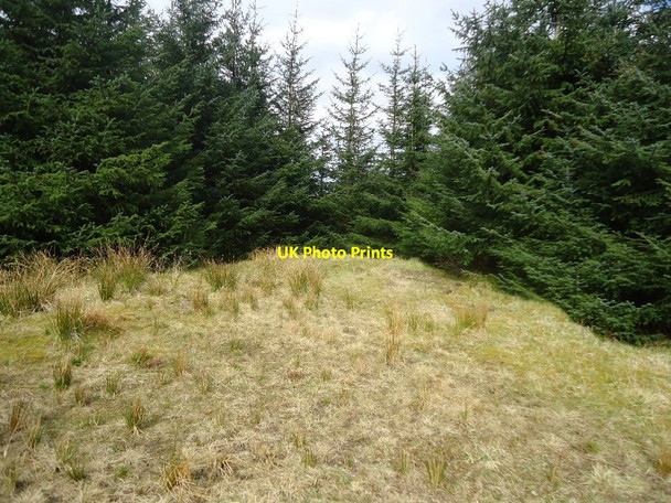 Photo 6"x4" Carron Valley Forest, turning place Gartcarron Hill c2012